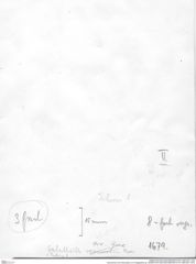 Historisches Foto (Rückseite) von Paragalathea sp. (NHMW-AFW-GEO-BACHMAYER-FOTO-1990-0041-1679)